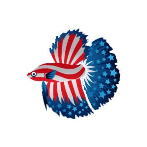 American Betta